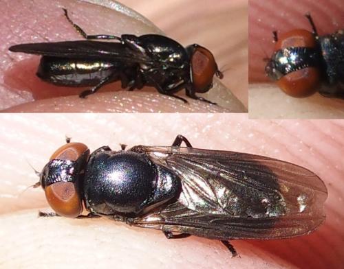 Réf. 236 889 : Chrysogaster solstitialis